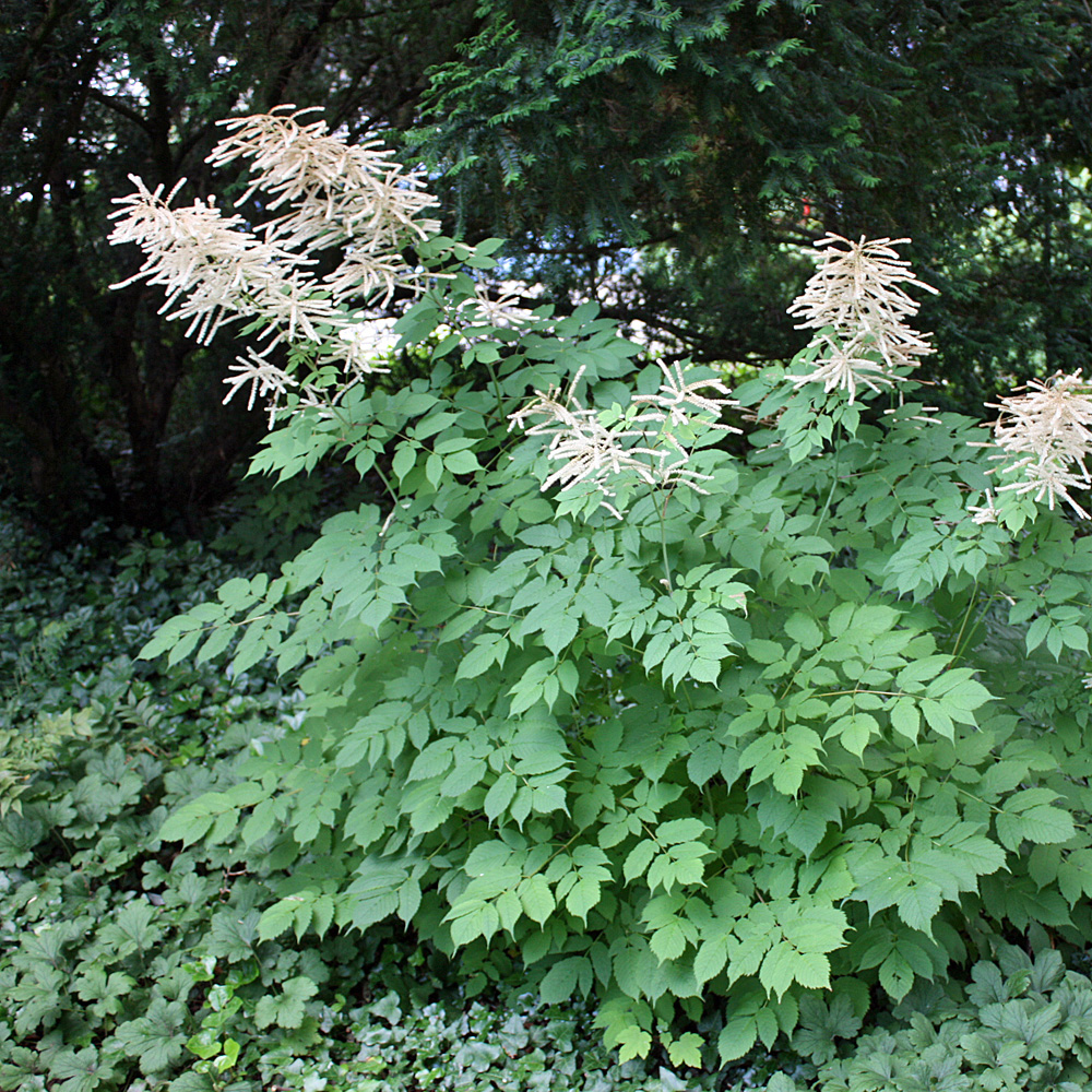 Wald Geißbart