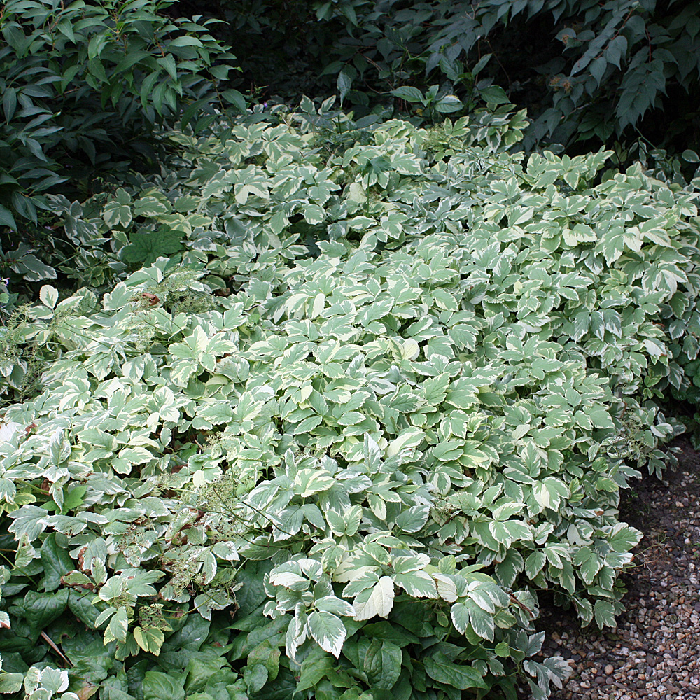 Giersch Variegata, Blattschmuck, Schattenstaude