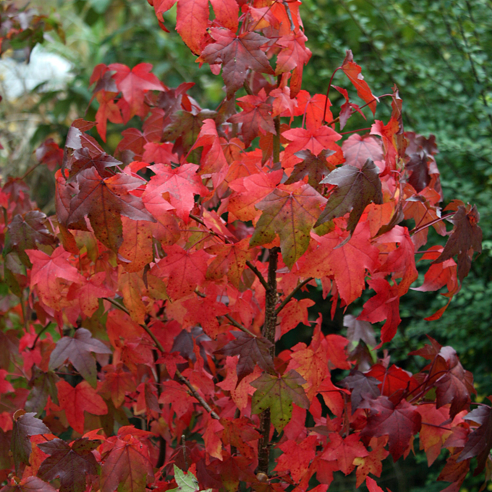 Amberbaum, Herbstfärbung