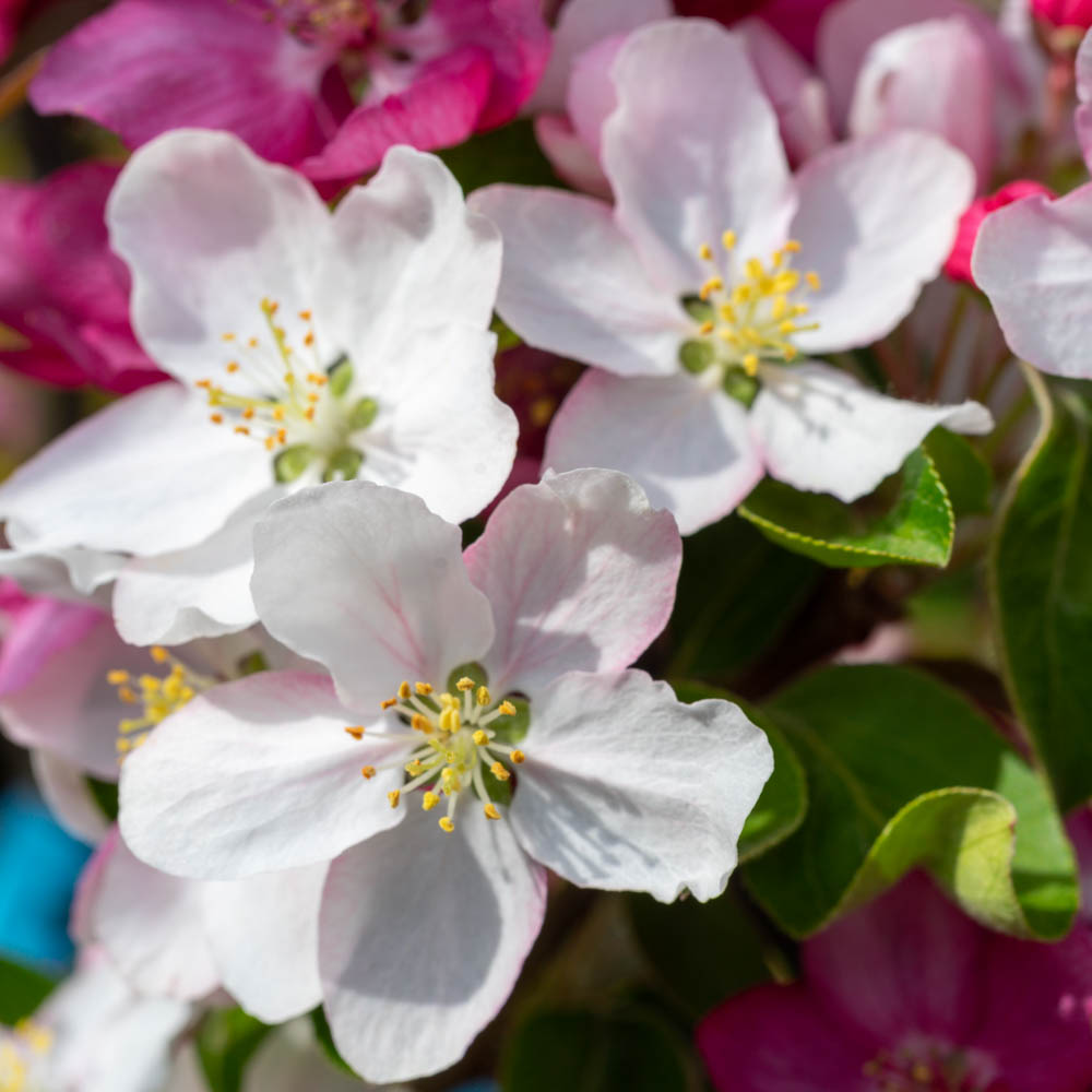 Zierapfel 'Butterball'