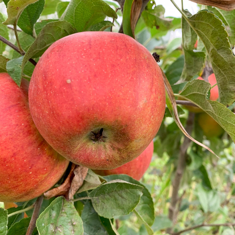 Apfel 'Pilot' ®