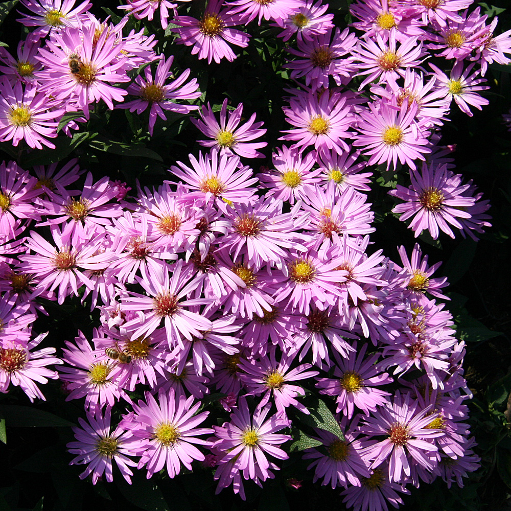 Kissenaster Herbstgruß von Bresserhof, Aster, Herbst