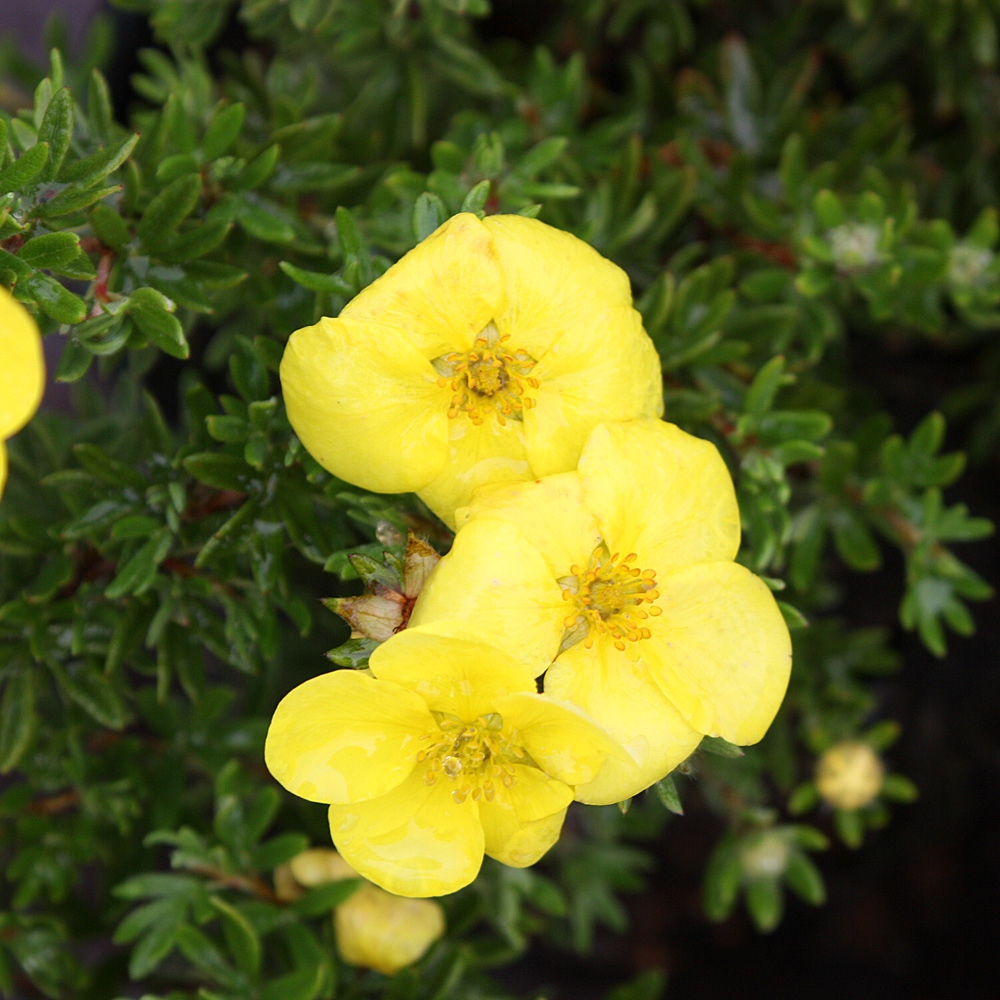 Fingerstrauch Kobold, Potentilla, Blütengehölz
