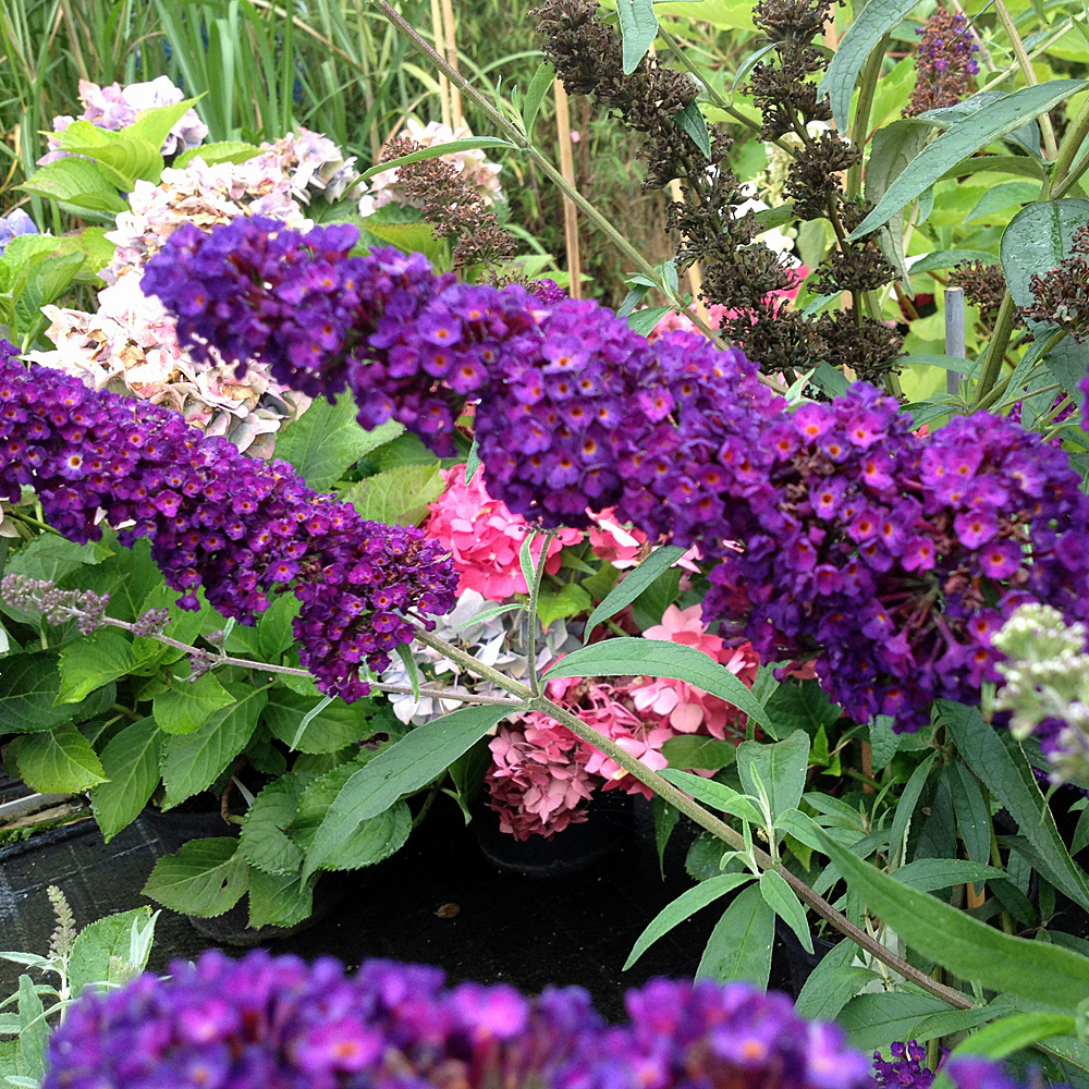 Sommerflieder, Buddleja, Bienenmagnet, Schmetterlingsstrauch