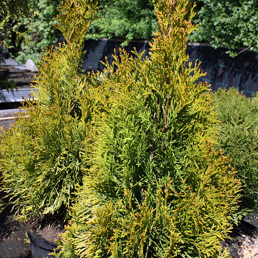 Thuja Golden Smaragd, Lebensbaum, immergrün