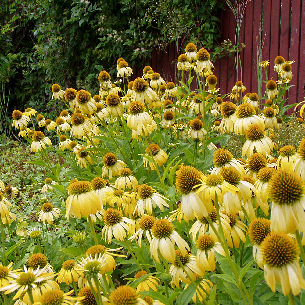 Sonnenhut Harvest Moon, Echinacea, Prachtstaude