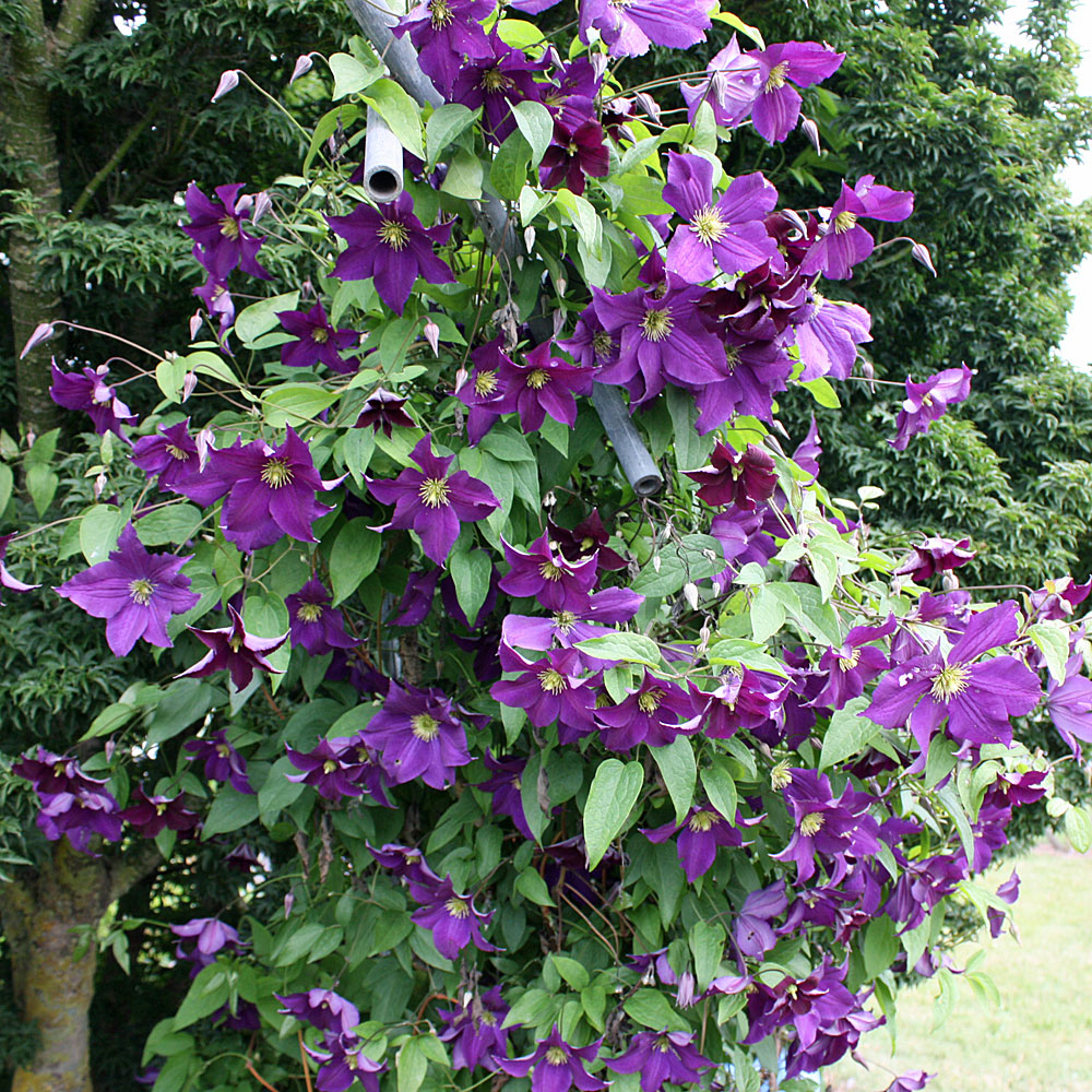 Clematis viticella Viola