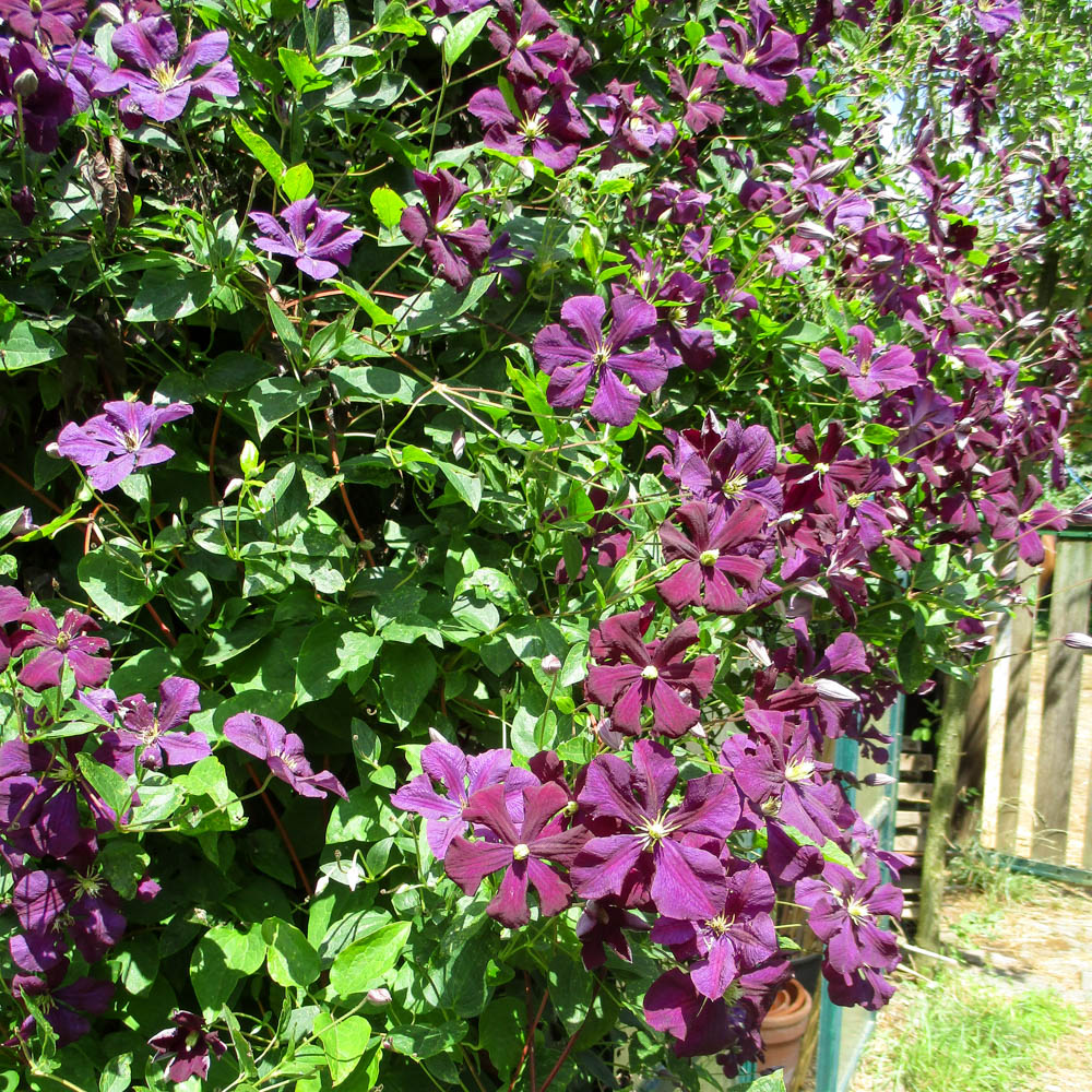 Clematis viticella 'Viola'