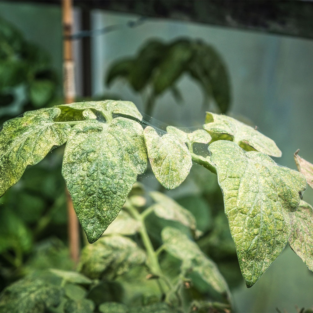 Befallenes Tomatenblatt