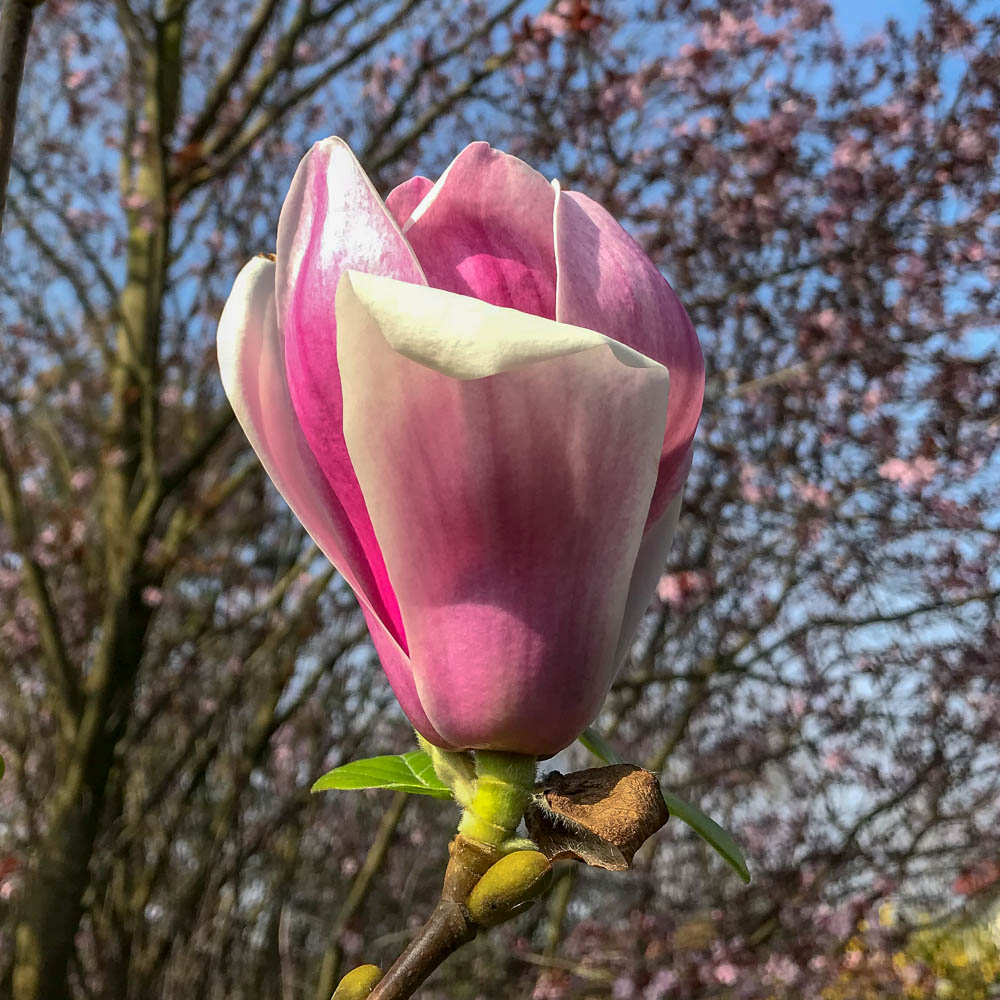 Magnolie 'Satisfaction'