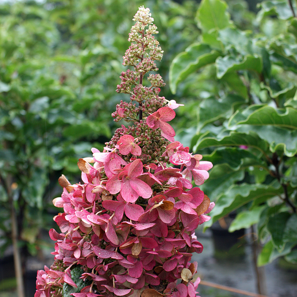 Hortensie Pinky Winky, Rispenhortensie, Blütenstrauch, Herbstfärbung