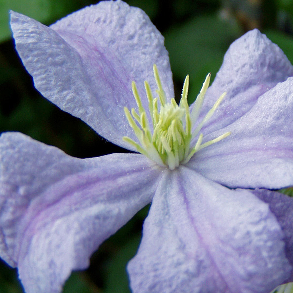 Clematis viticella Prince Charles