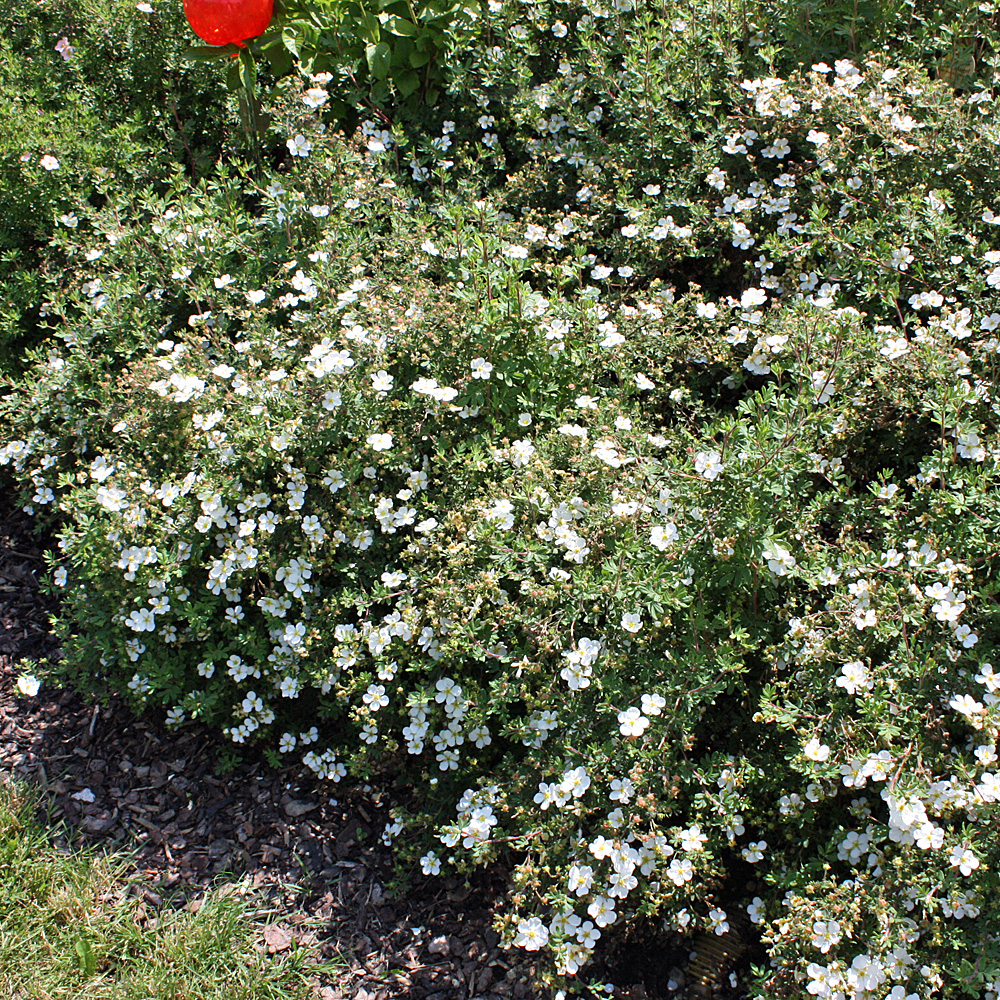 Fingerstrauch, Potentilla, Blütenstrauch, Heckenpflanze