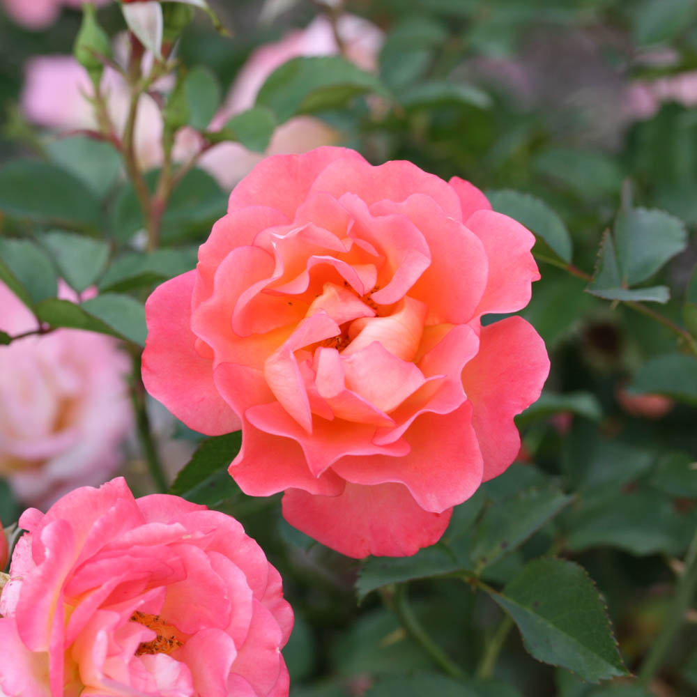 Bodendeckerrose 'Cubana' ®