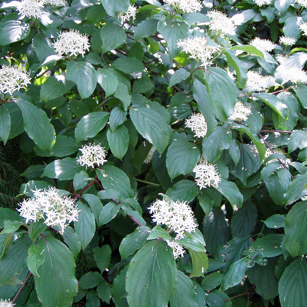 Purpur Hartriegel, Blütenstrauch, Cornus, Heckenpflanze