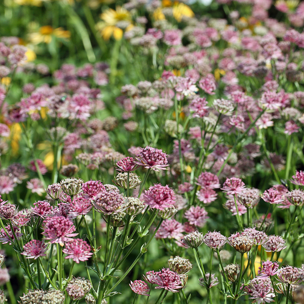 Sterndolde Roma, Astrantia, Schattenpflanze