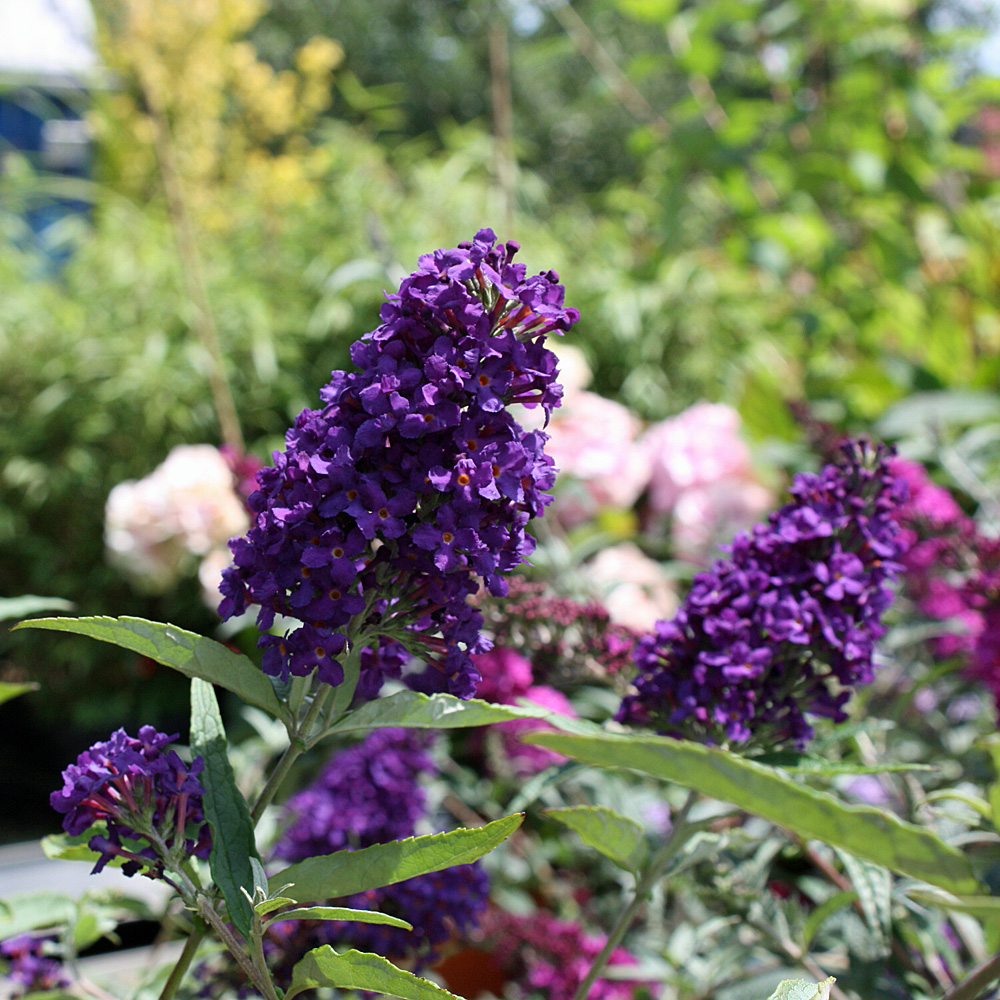 Zwerg Sommerflieder, Buddleja, Bienenweide, Schmetterlingsstrauch