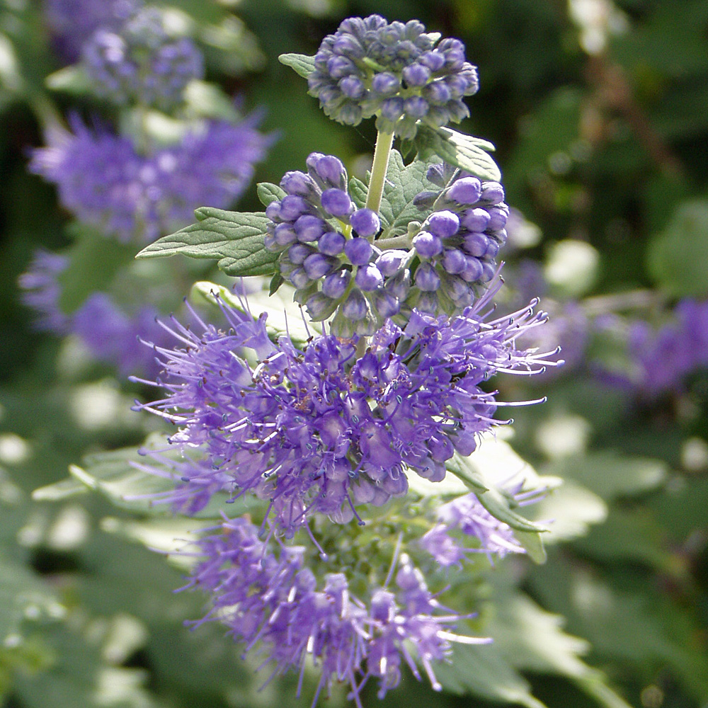 Bartblume Heavenly Blue, Bienenweide, Ziergehölz