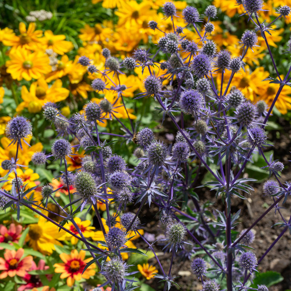 Edelblaudistel 'Blauer Zwerg'