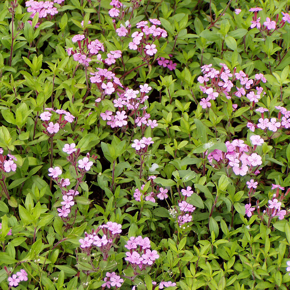 Kissen Seifenkraut, Saponaria, Bodendecker