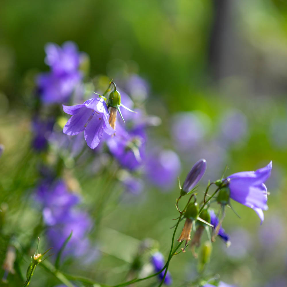 Zwerg Glockenblume Blue Baby, Blaue Blüten