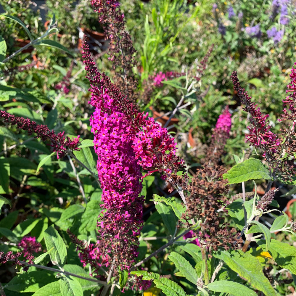 Sommerflieder 'Miss Ruby'