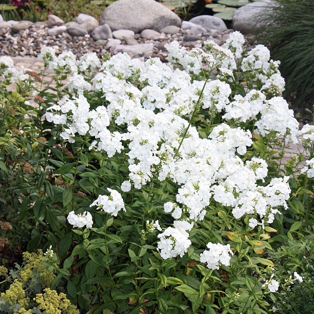 Phlox Fujiyama, Flammenblume, Beetstaude