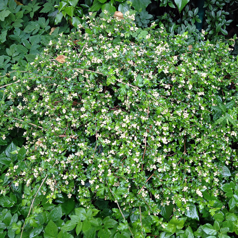 Kranzspiere, Bodendecker
