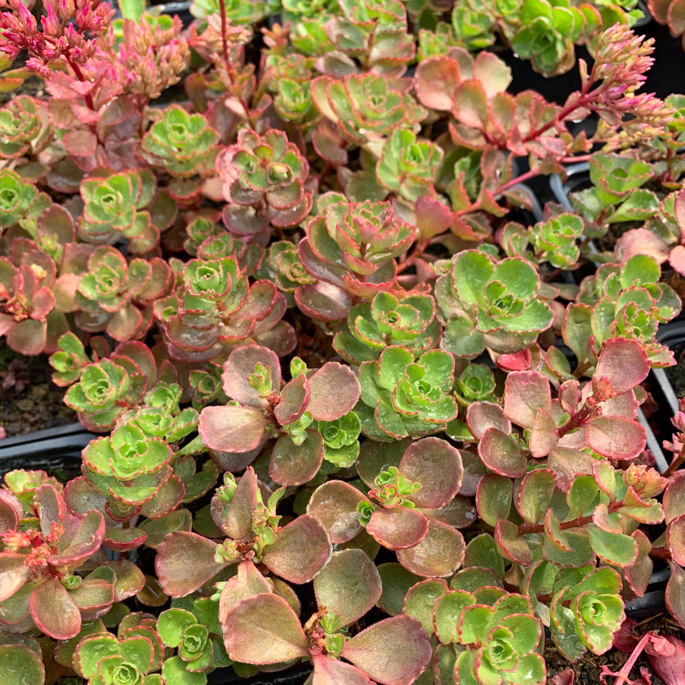 Teppichsedum 'Fuldaglut'