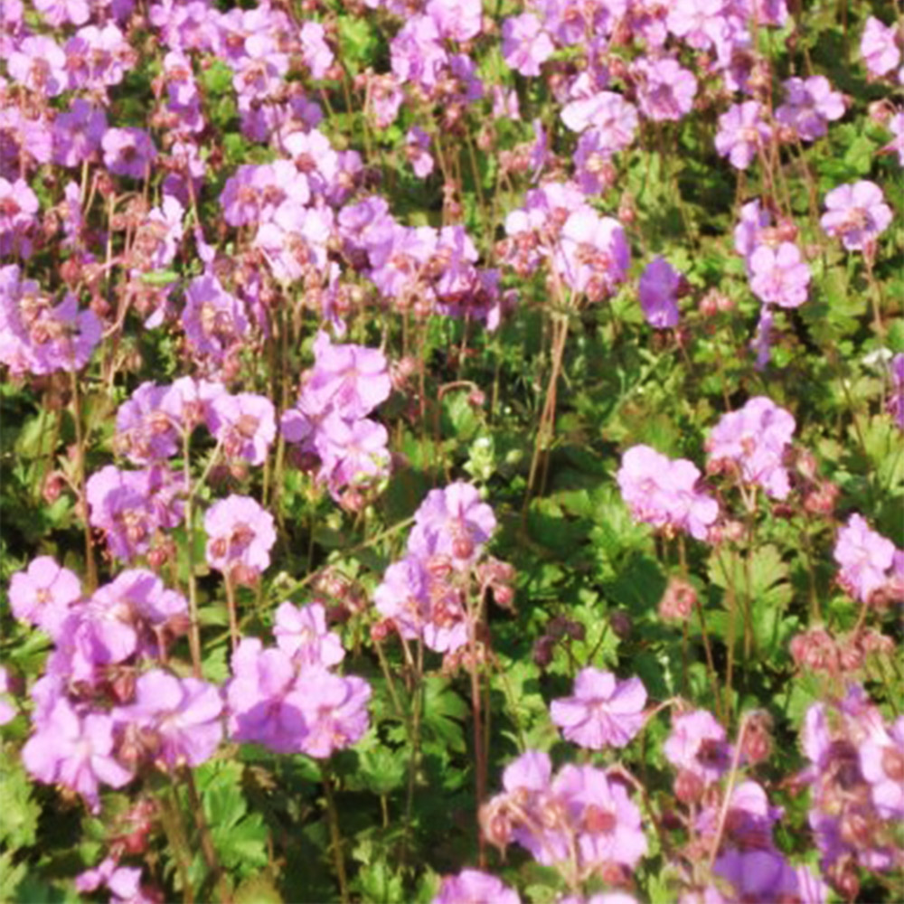 Storchschnabel 'Berggarten'