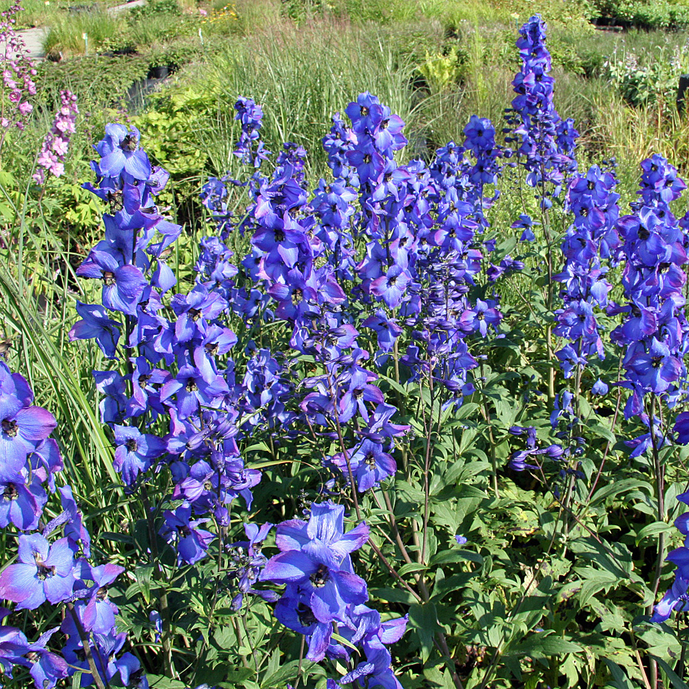 Rittersporn Waldenburg, Delphinium, Prachtstaude