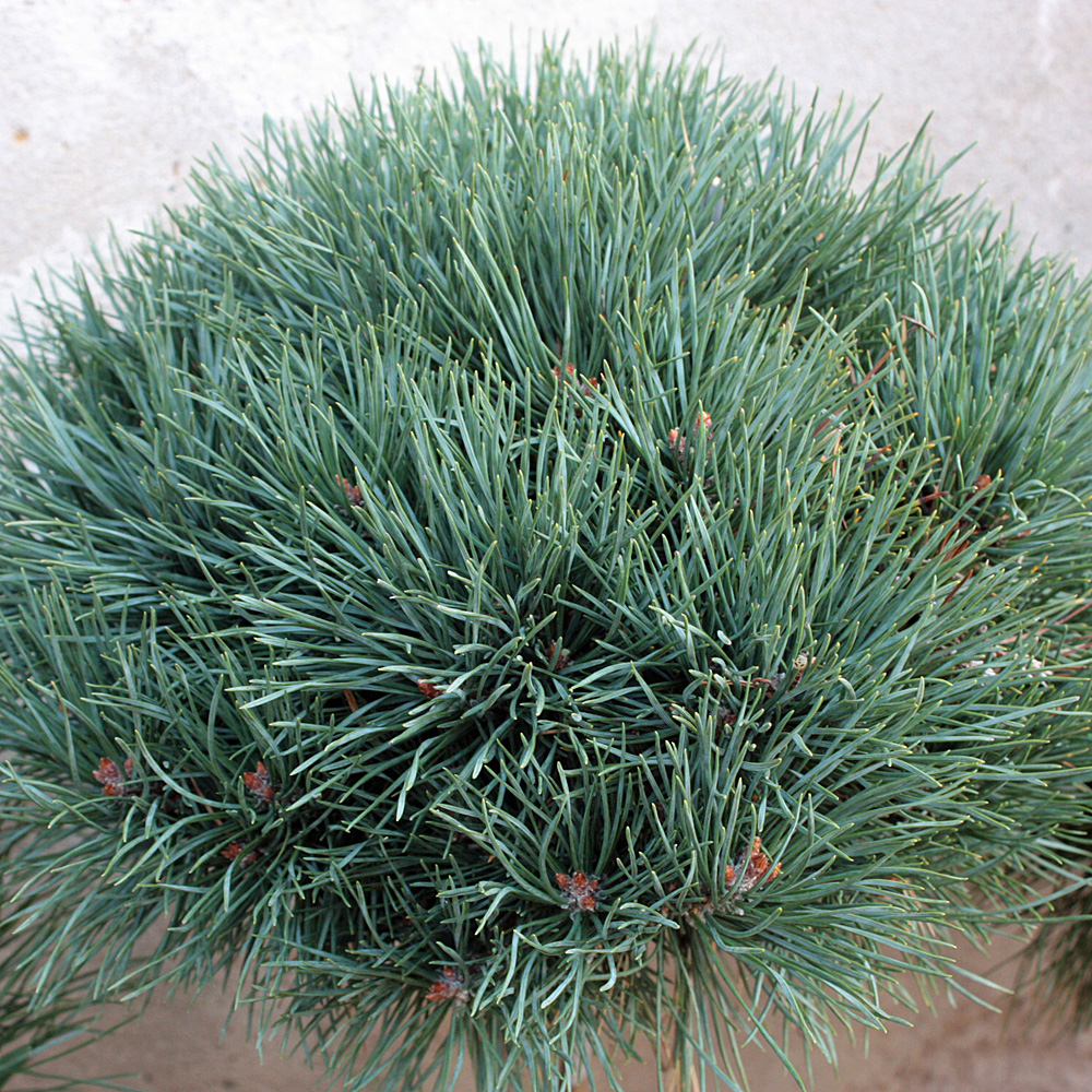 Silberkiefer, Kiefer, Pinus, Zierstamm