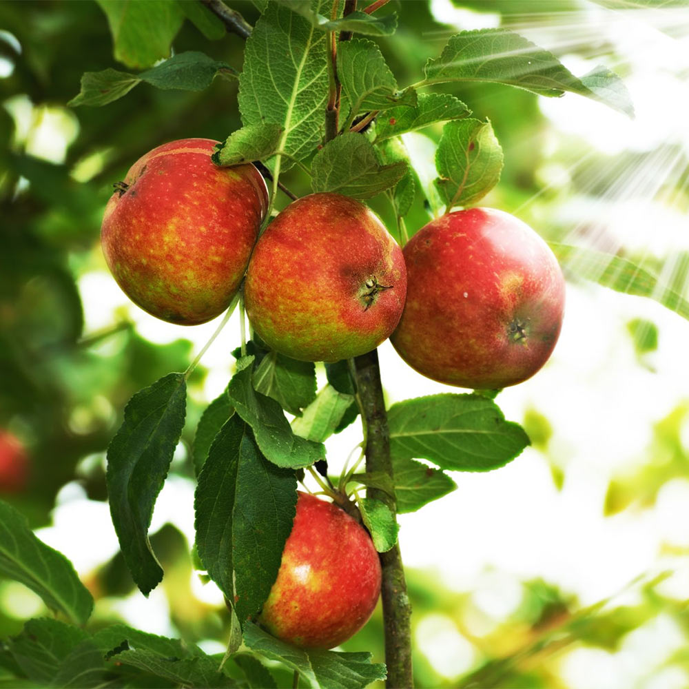 Apfel 'James Grieve'