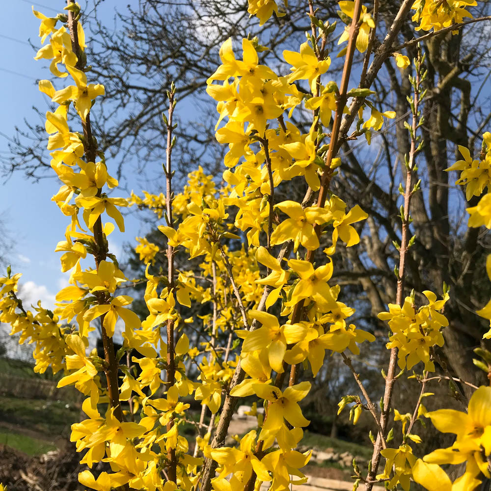 Forsythie 'Week-End' ®