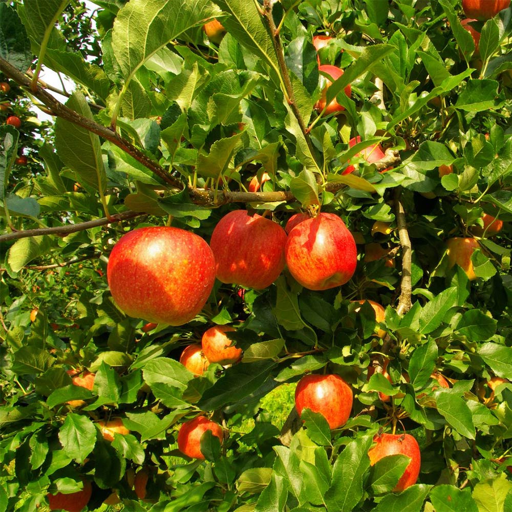 Apfel 'Gravensteiner'
