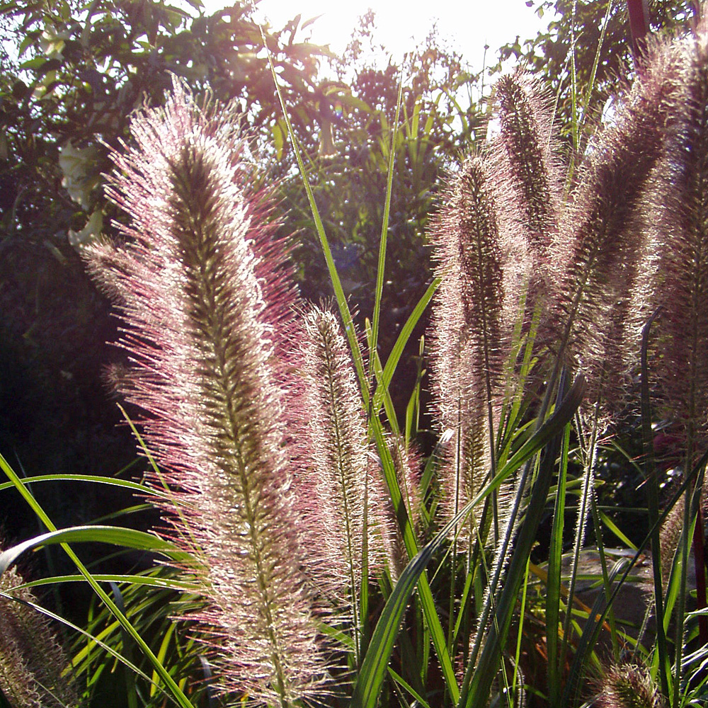 Lampenputzergras 'Herbstzauber'