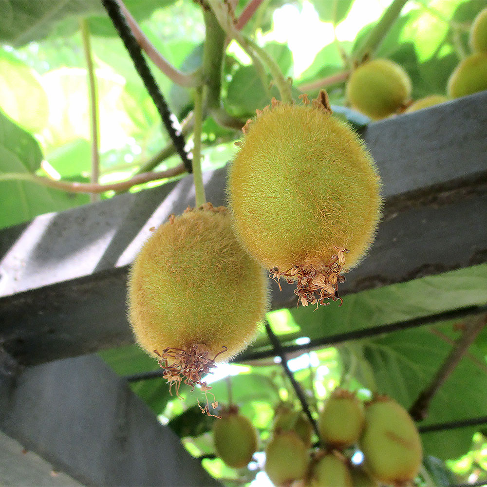 Weibliche Kiwi 'Hayward'