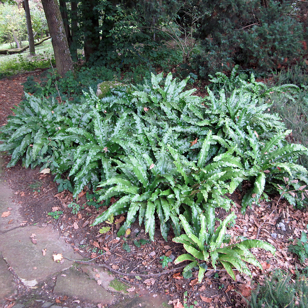 Hirschzungenfarn