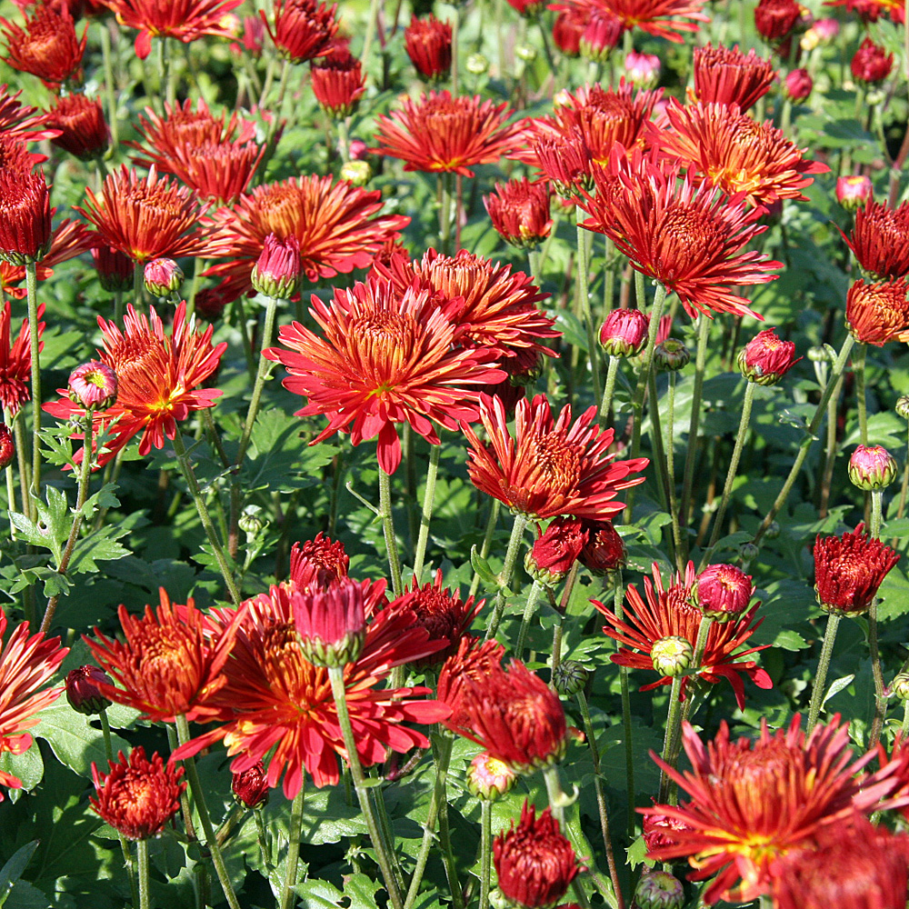 Winteraster Granatschopf, Herbstblüher