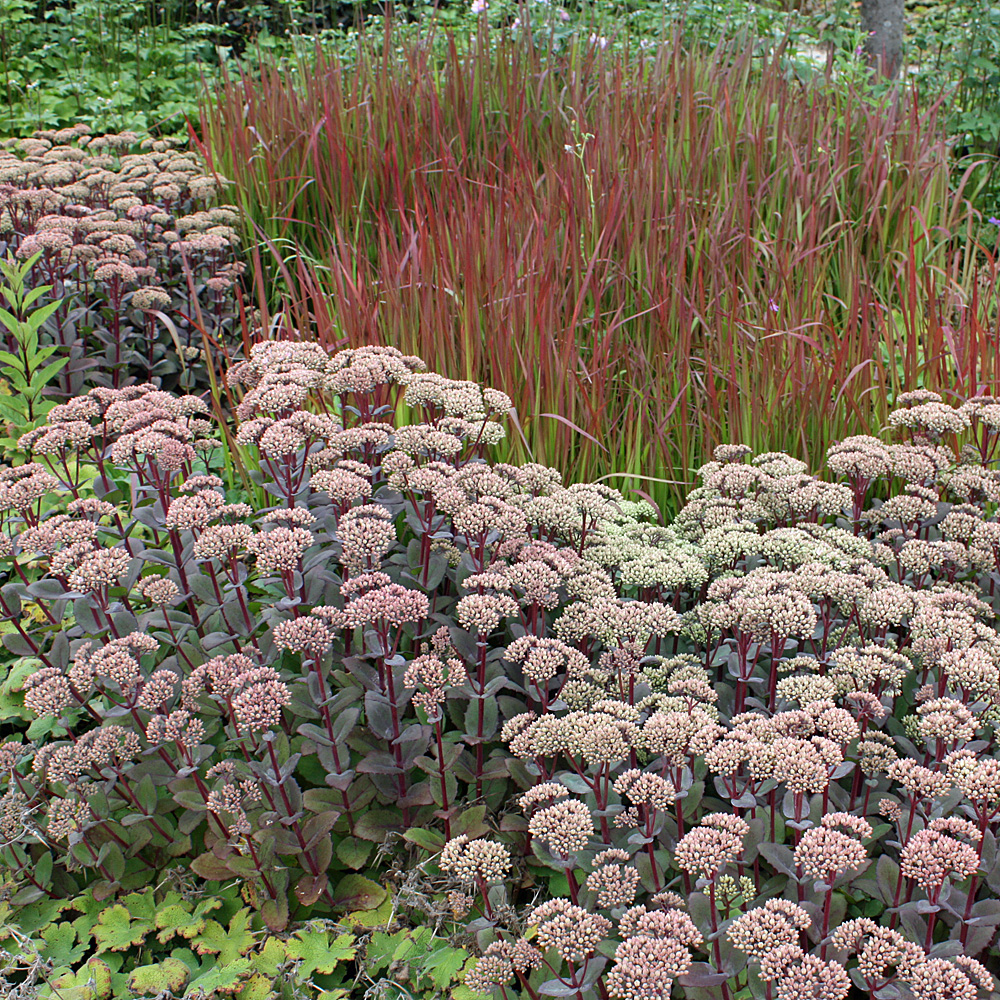 Fetthenne Matrona, Sedum, Steingarten