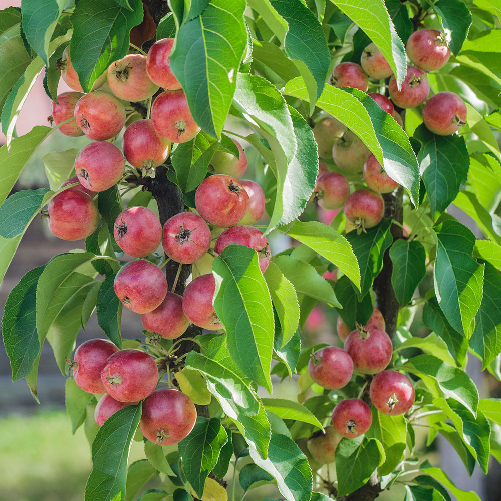 Säulenapfel 'Sonate' ®