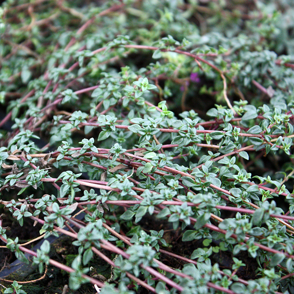 Kümmel Thymian, Thymus, Küchenkraut