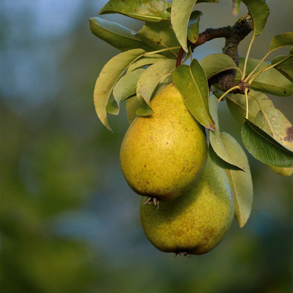 Winterbirne 'Novembra'