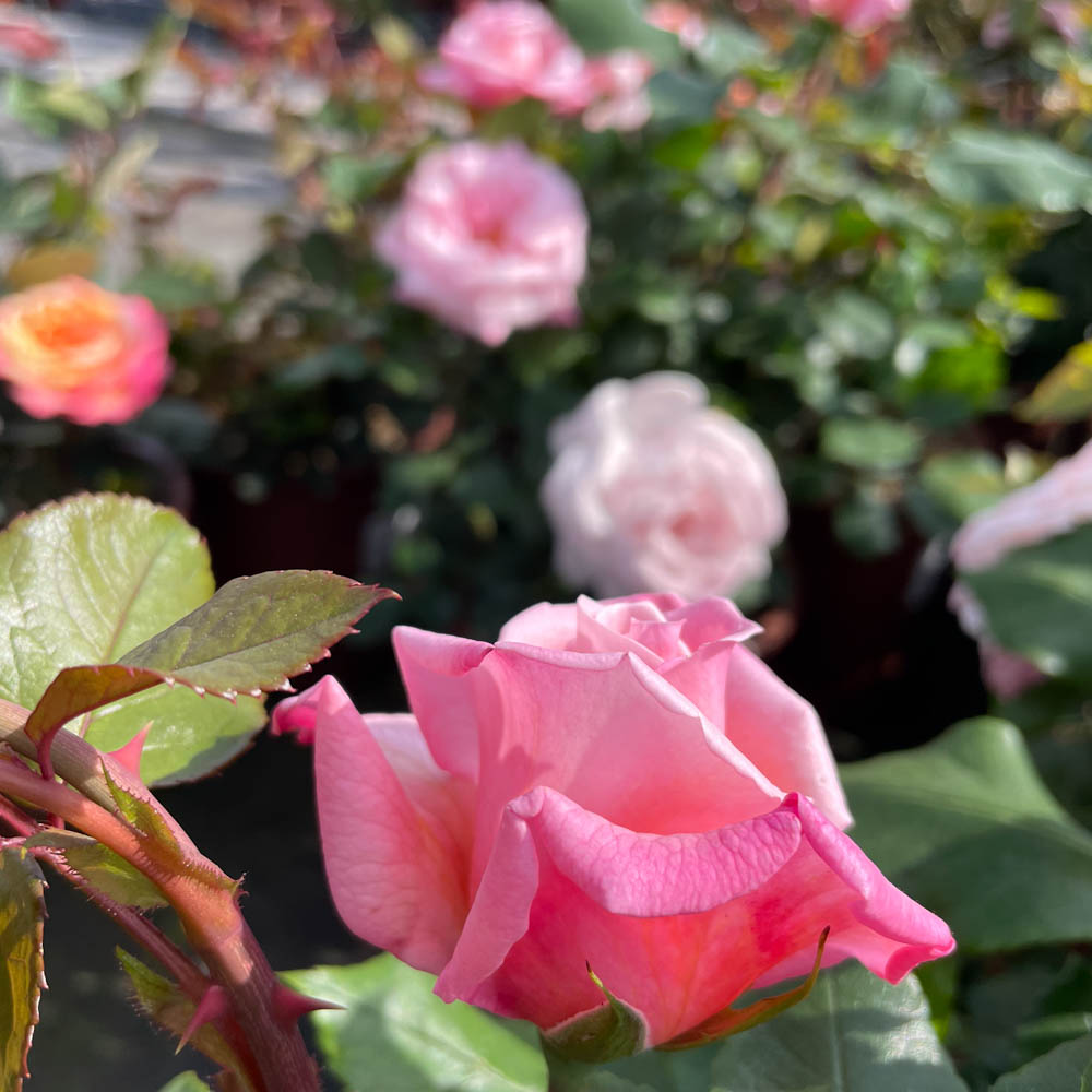 Edelrose 'Sachsenperle' ®