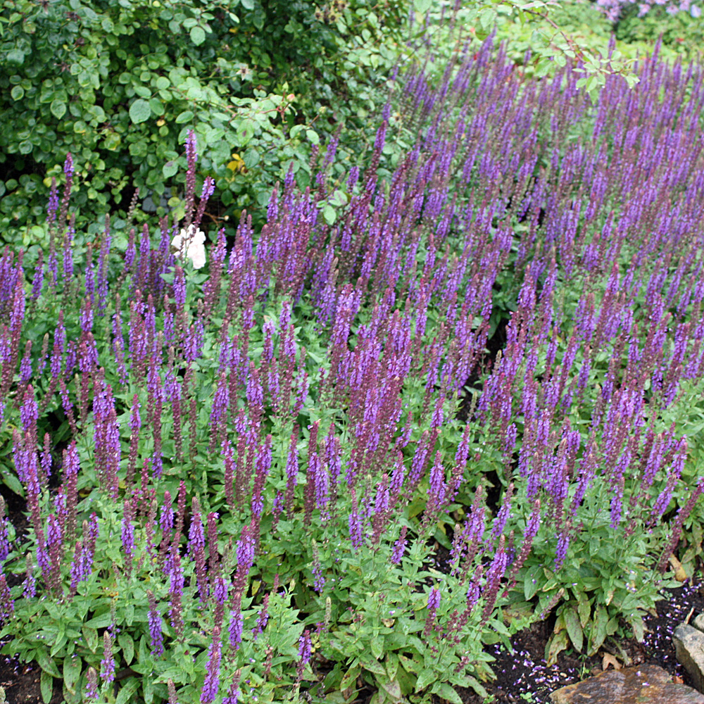 Salbei Ostfriesland, Salvia, Beetstaude,