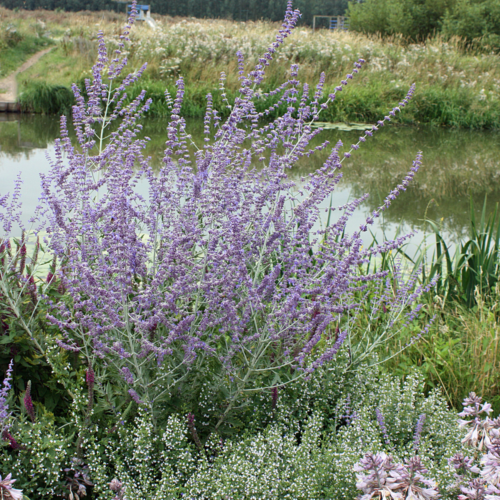 Blauraute, Blütengehölz, Herbstblüher