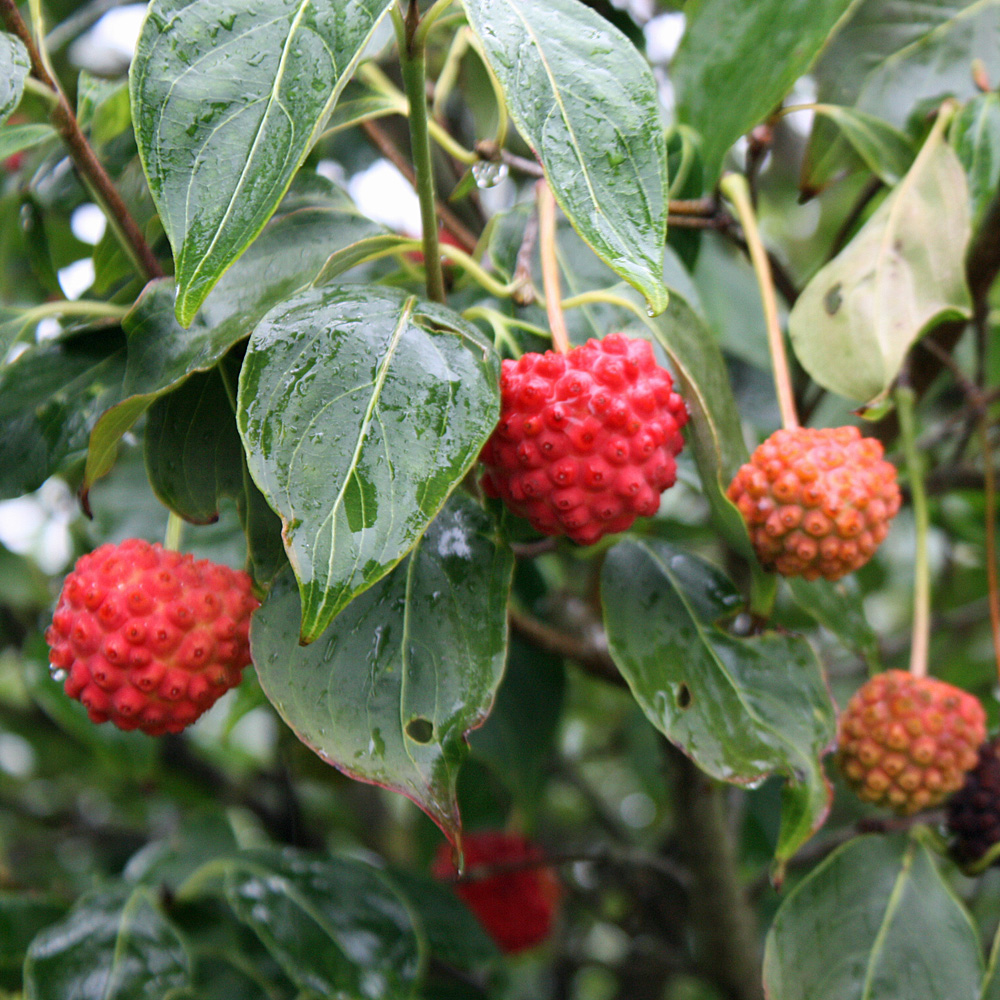 Blumenhartriegel Schmetterling, Cornus, Blütengehölz, Frühling