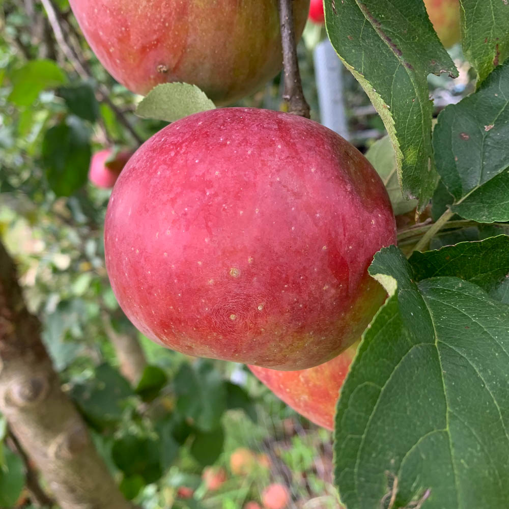 Apfel 'Admiral' ®