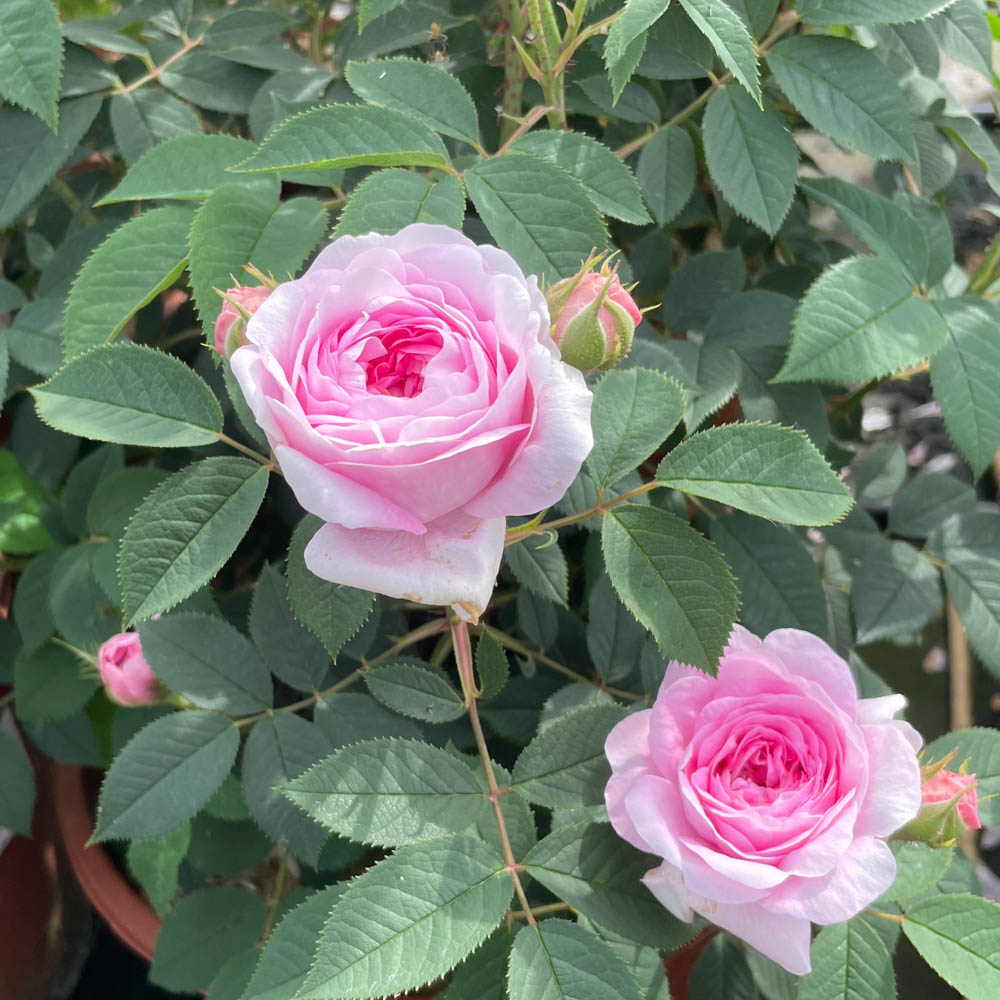 Strauchrose 'Königin von Dänemark'
