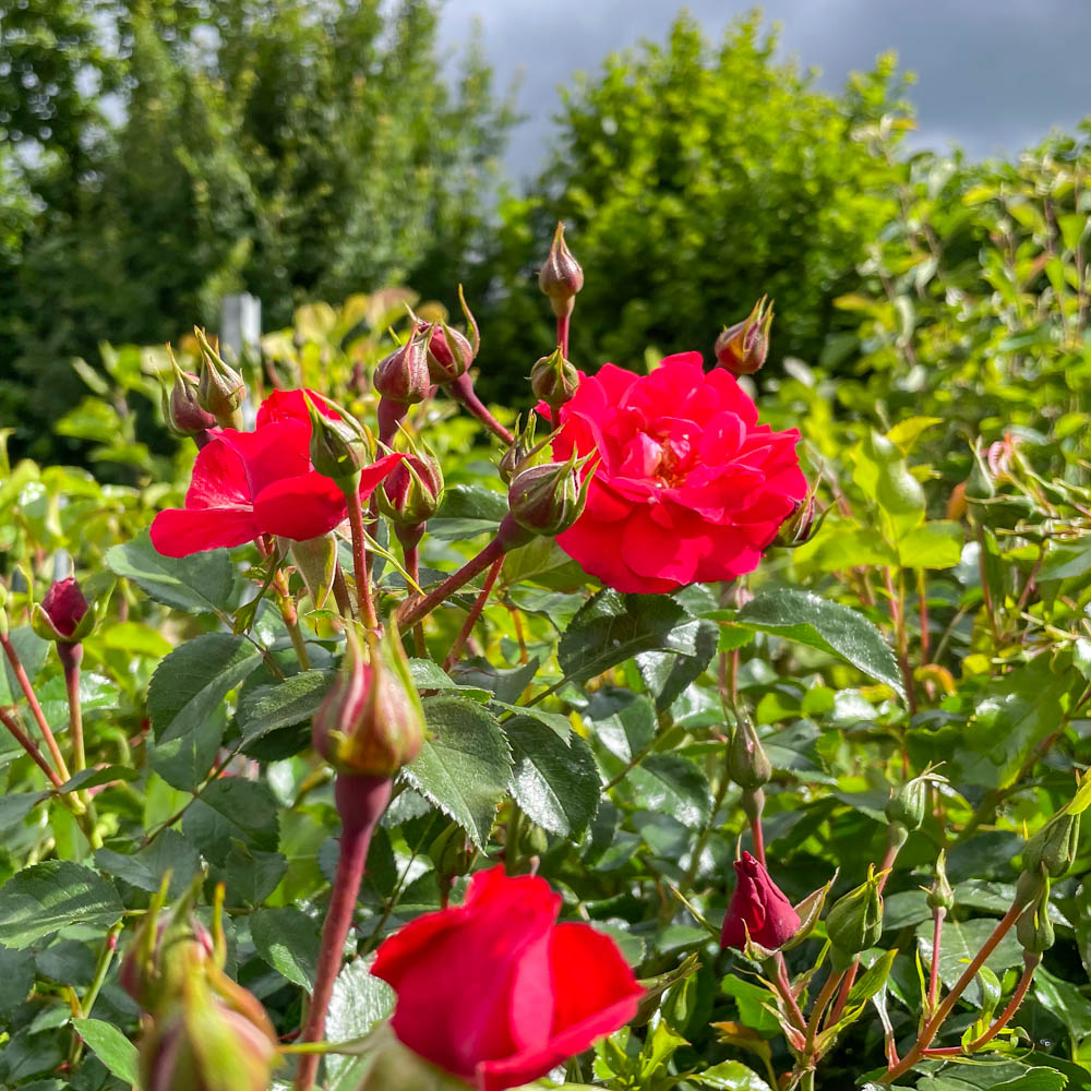 Bodendeckerrose, Beetpflanze, Beeteinfassung